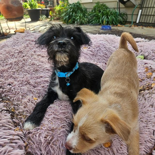 Enlarge Boo, a Adoptable mixed breed in clayton , CA image 3/5