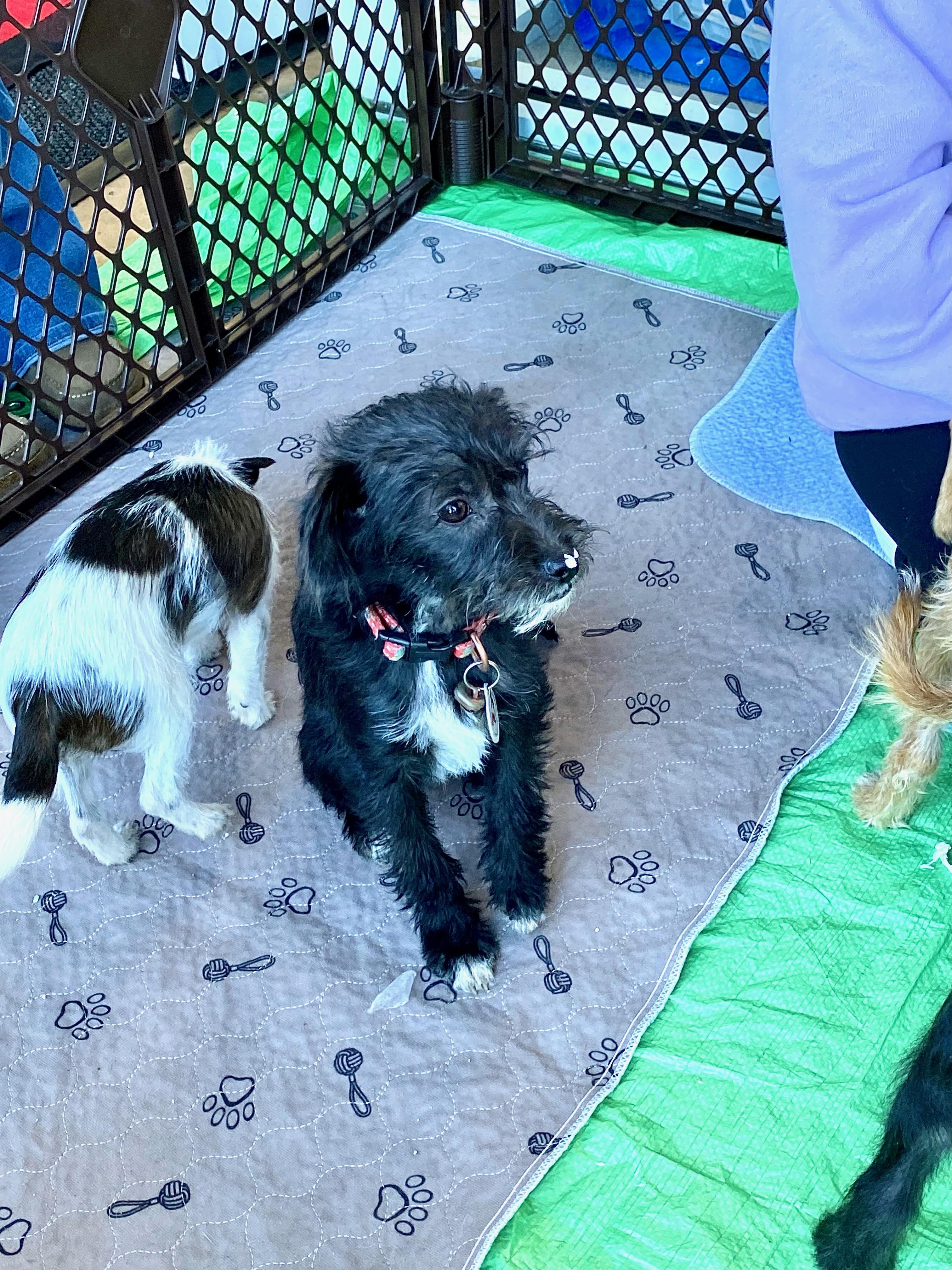 Enlarge Boo, a Adoptable mixed breed in clayton , CA image 5/5