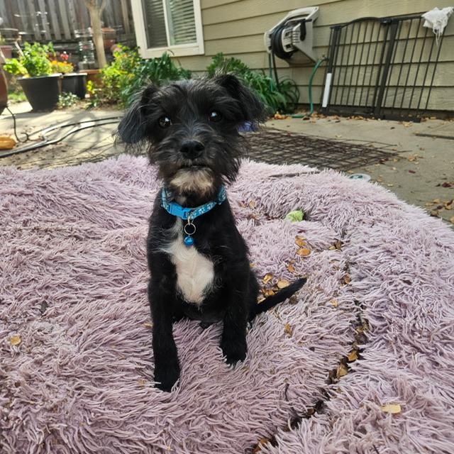 Enlarge Boo, a Adoptable mixed breed in clayton , CA image 4/5