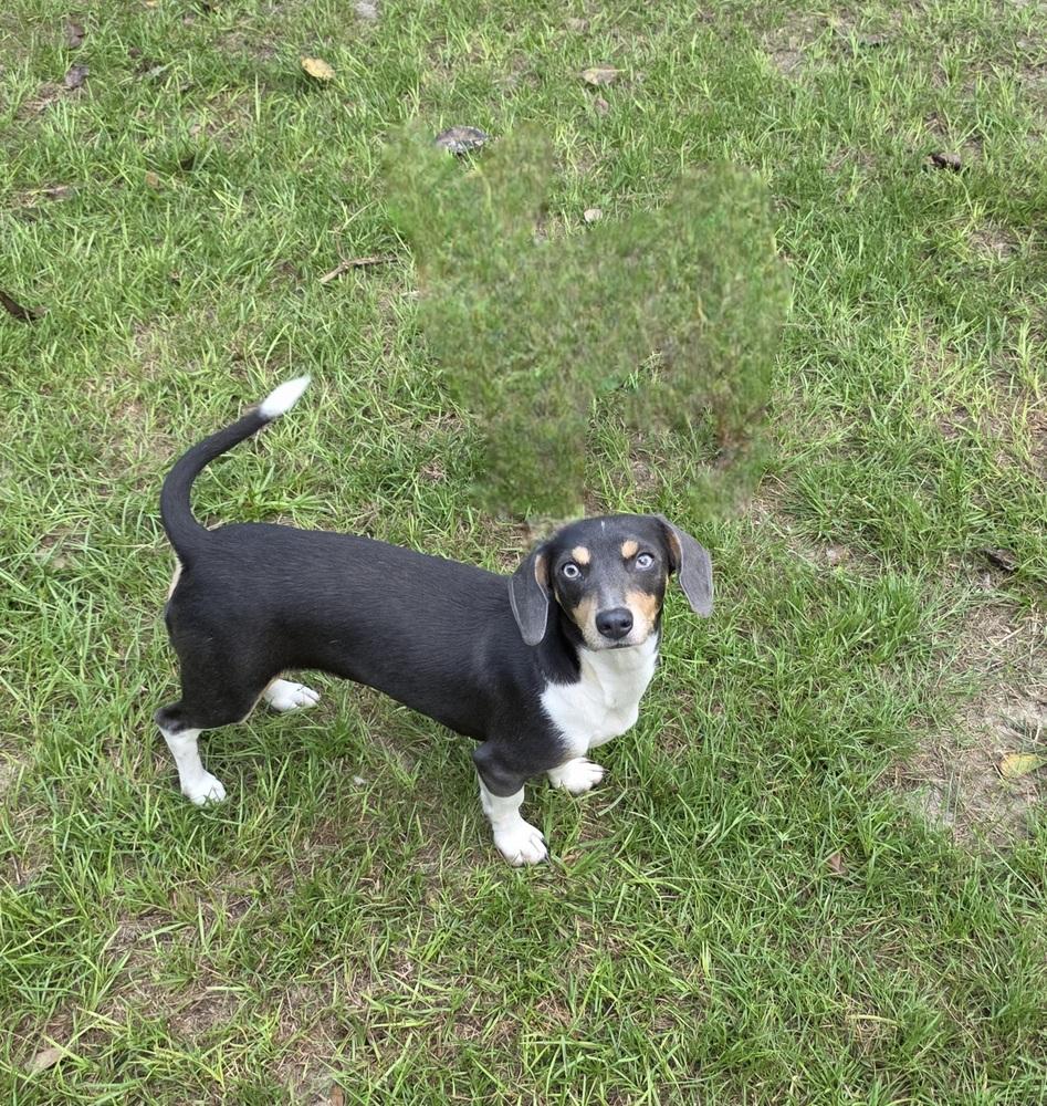 Enlarge Misty, a Adoptable mixed breed in Bonifay, FL image 1/3