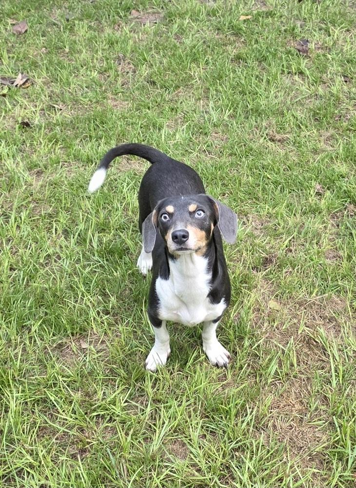 Enlarge Misty, a Adoptable mixed breed in Bonifay, FL image 2/3