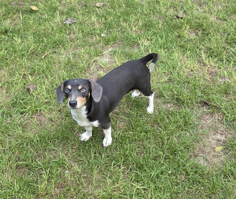 Enlarge Misty, a Adoptable mixed breed in Bonifay, FL image 3/3