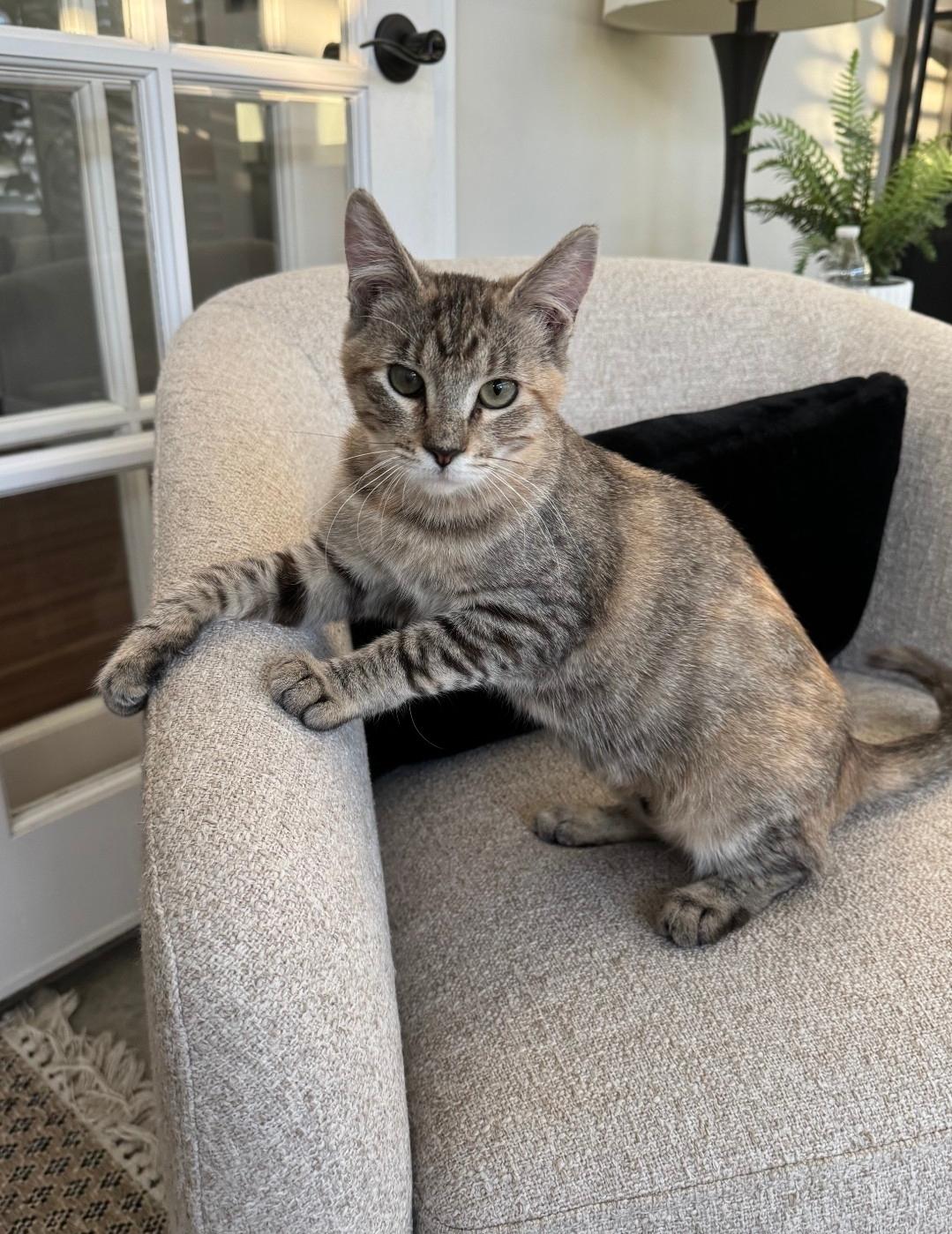 Enlarge Pip, a Adoptable Domestic Short Hair in Long Beach, CA image 2/3