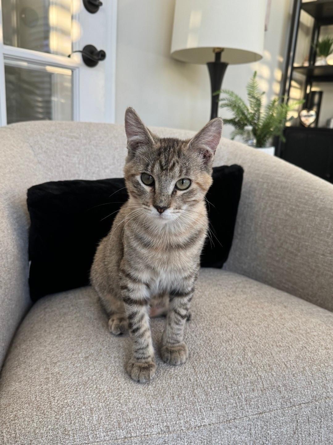 Pip, Adoptable, Young Female Domestic Short Hair.