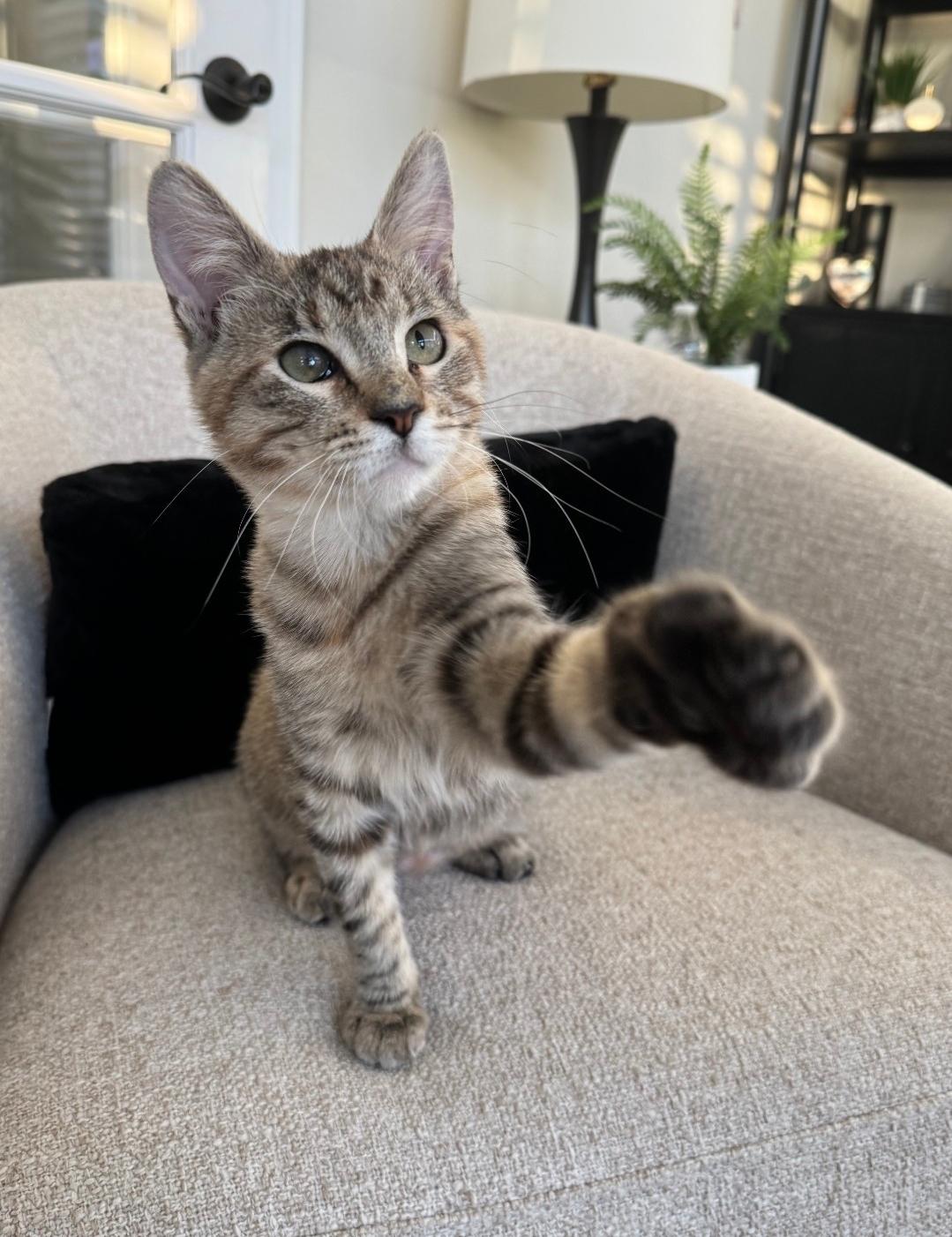 Enlarge Pip, a Adoptable Domestic Short Hair in Long Beach, CA image 3/3