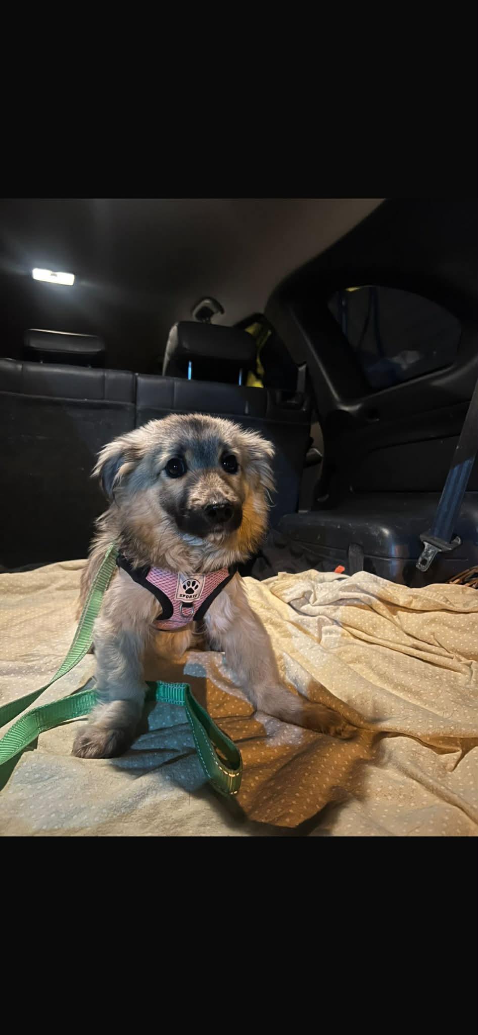 Enlarge Fritz, an adopted mixed breed in New York, NY image 3/6