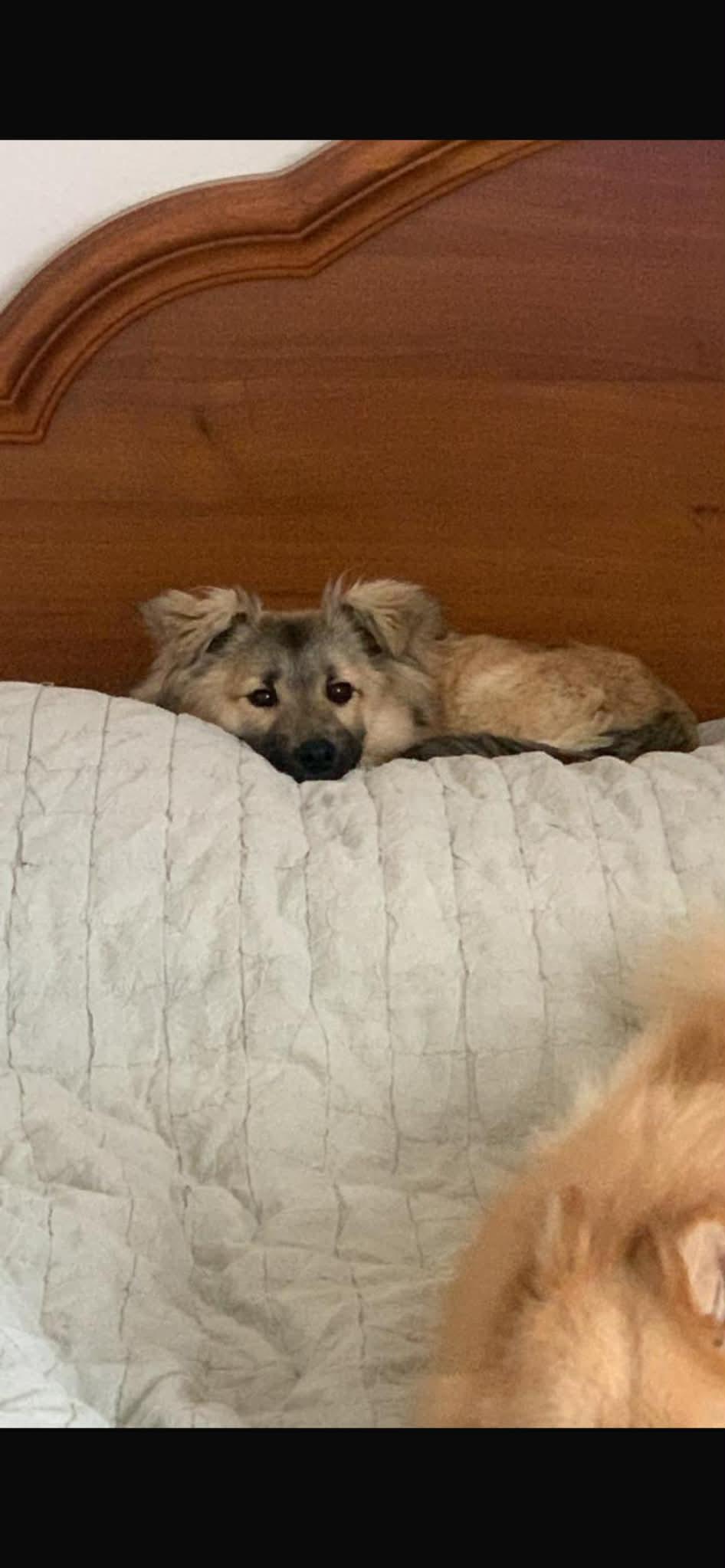 Enlarge Fritz, an adopted mixed breed in New York, NY image 5/6