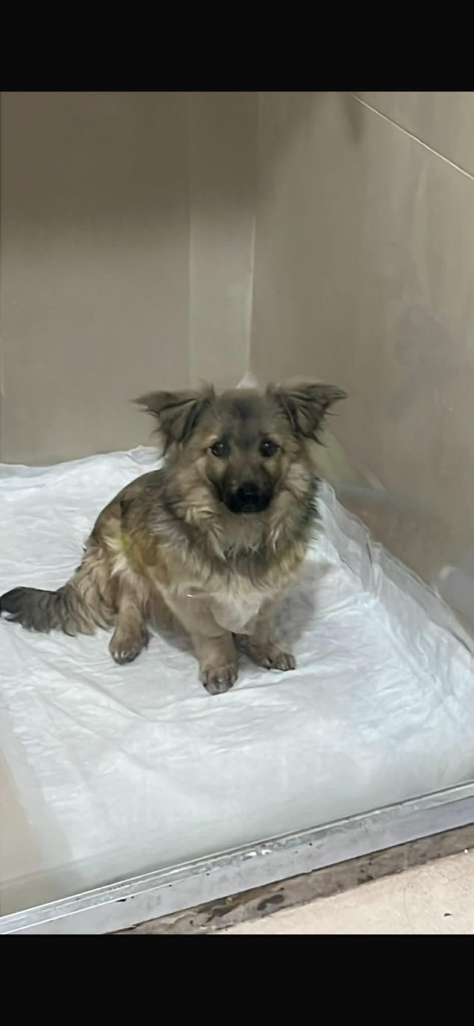 Fritz, adopted, Adult Male Keeshond.