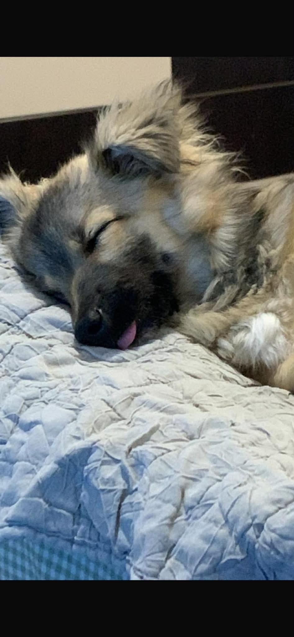 Enlarge Fritz, an adopted mixed breed in New York, NY image 6/6