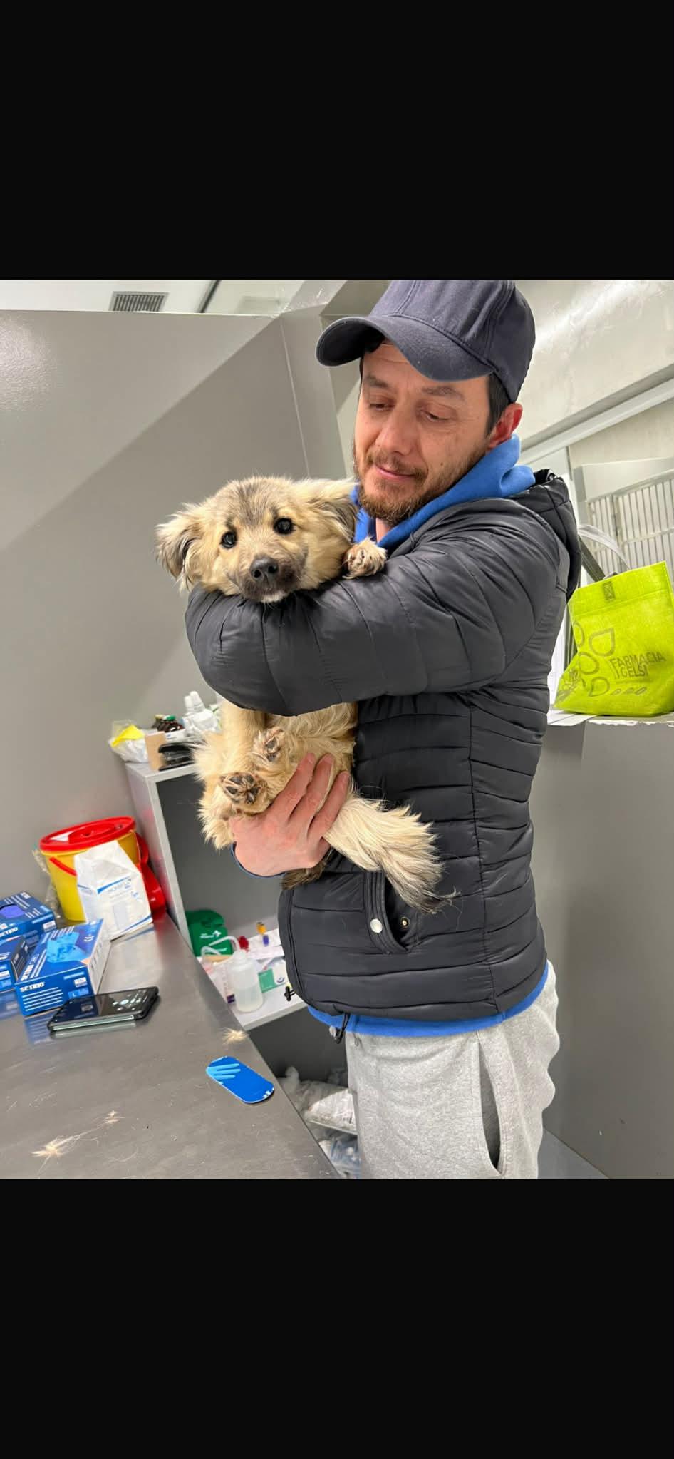 Enlarge Fritz, an adopted mixed breed in New York, NY image 4/6