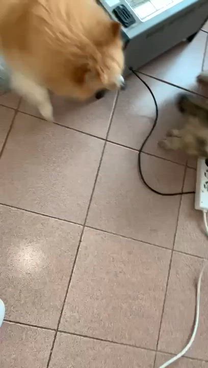 Enlarge Fritz, an adopted mixed breed in New York, NY video 2/6