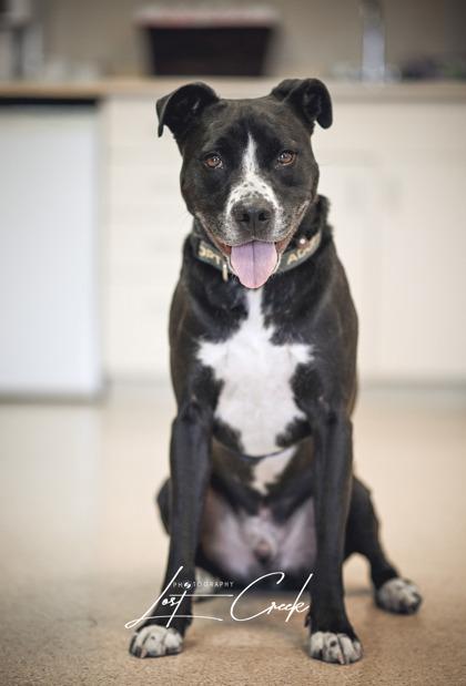 Pike, Adoptable, Adult Male American Bulldog & Mixed Breed.