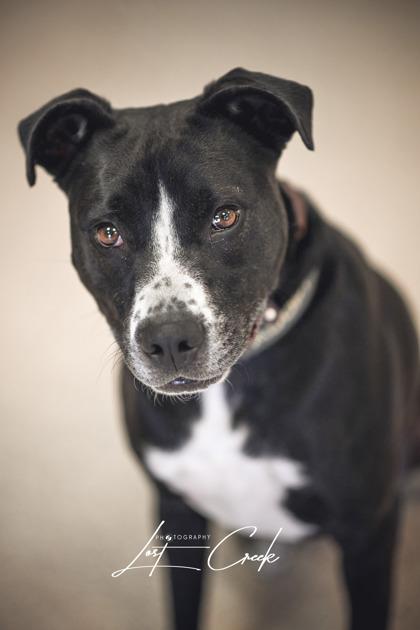 Enlarge Pike, a Adoptable mixed breed in Kalispell, MT image 2/3