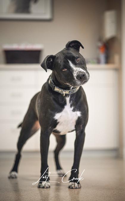Enlarge Pike, a Adoptable mixed breed in Kalispell, MT image 3/3
