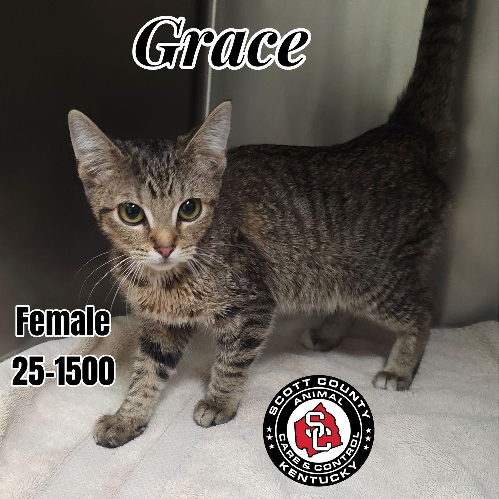 Grace, Adoptable, Kitten Female Domestic Short Hair & Oriental Tabby.