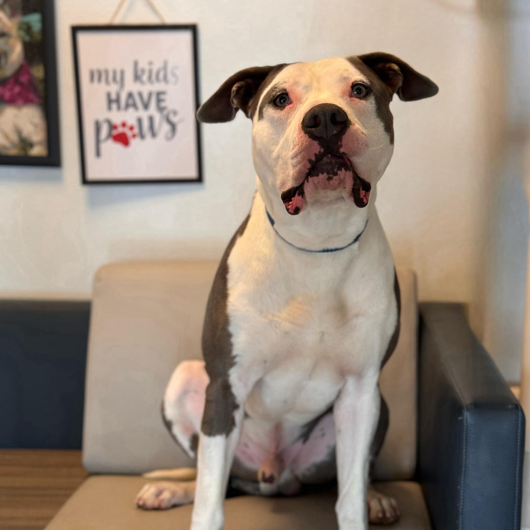 Dog for adoption King Pin, a Pit Bull Terrier in Syosset, NY Petfinder