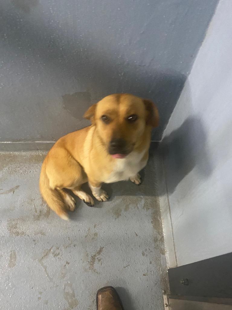 Sugar, Adoptable, Adult Female Mixed Breed.