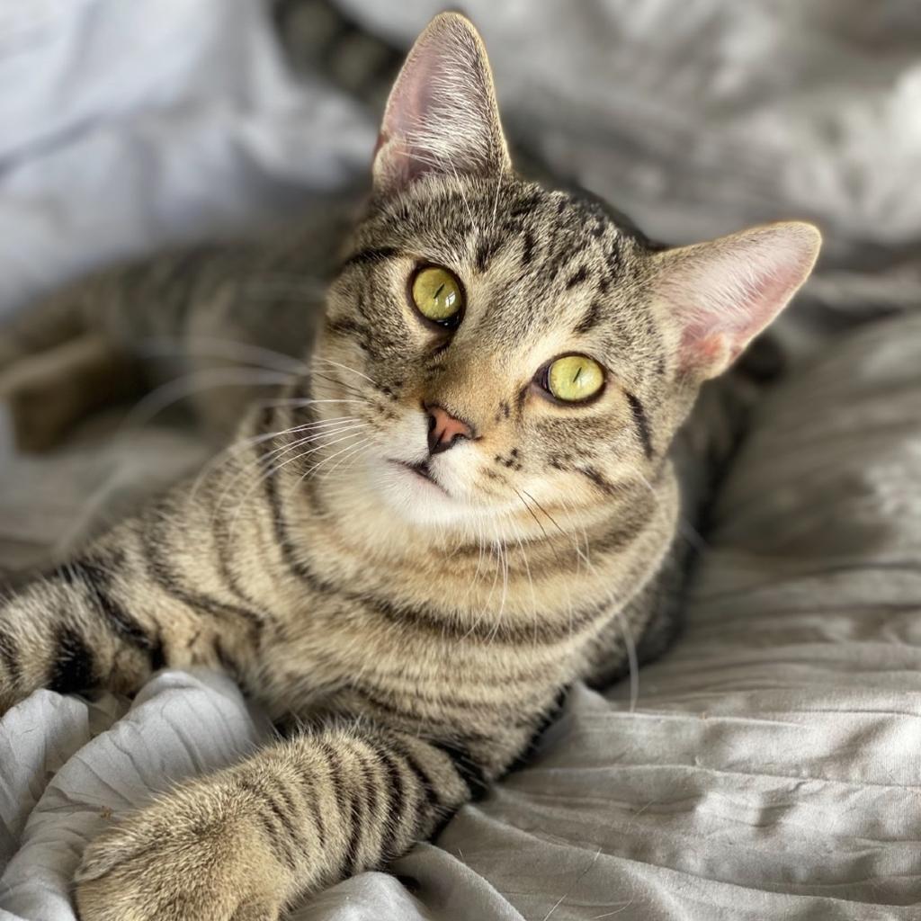 Enlarge Buckwheat, a Adoptable mixed breed in Decorah, IA image 1/1