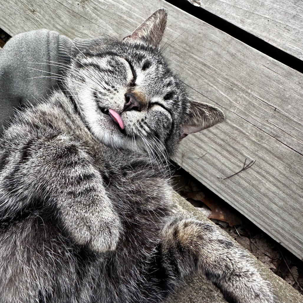 Sweetie, Adoptable, Adult Female Domestic Short Hair.