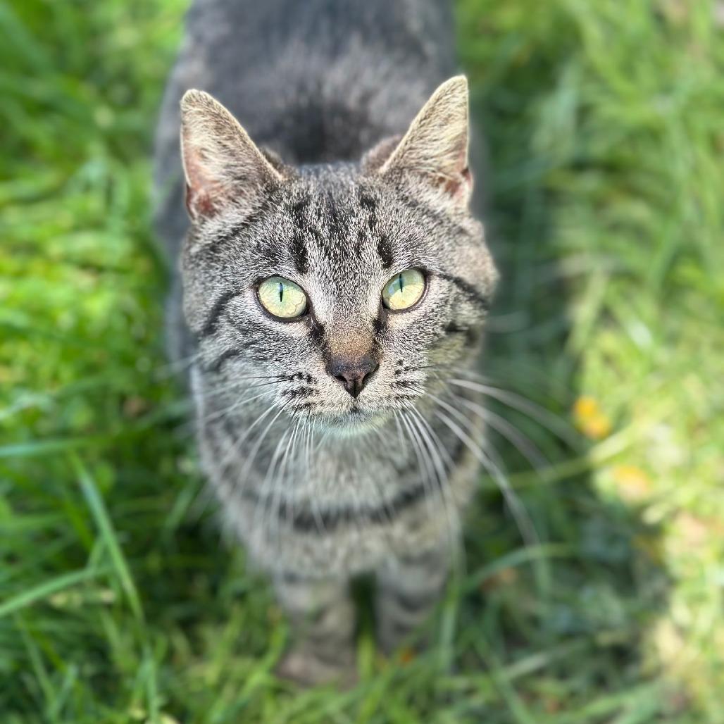 Enlarge Sweetie, a Adoptable Domestic Short Hair in Southington, OH image 2/2