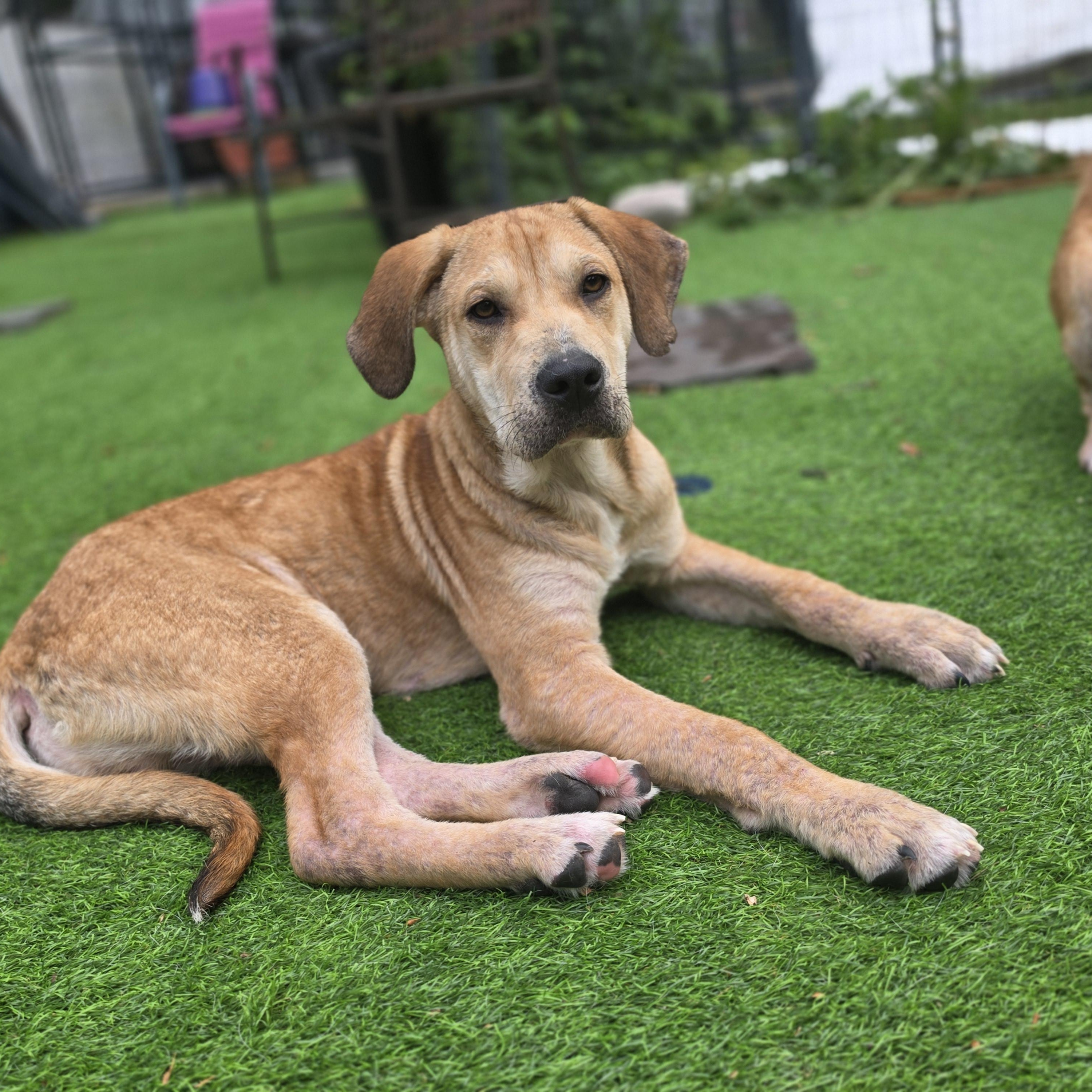 Felix, a Adoptable mixed breed in Blairstown, NJ image 2/6