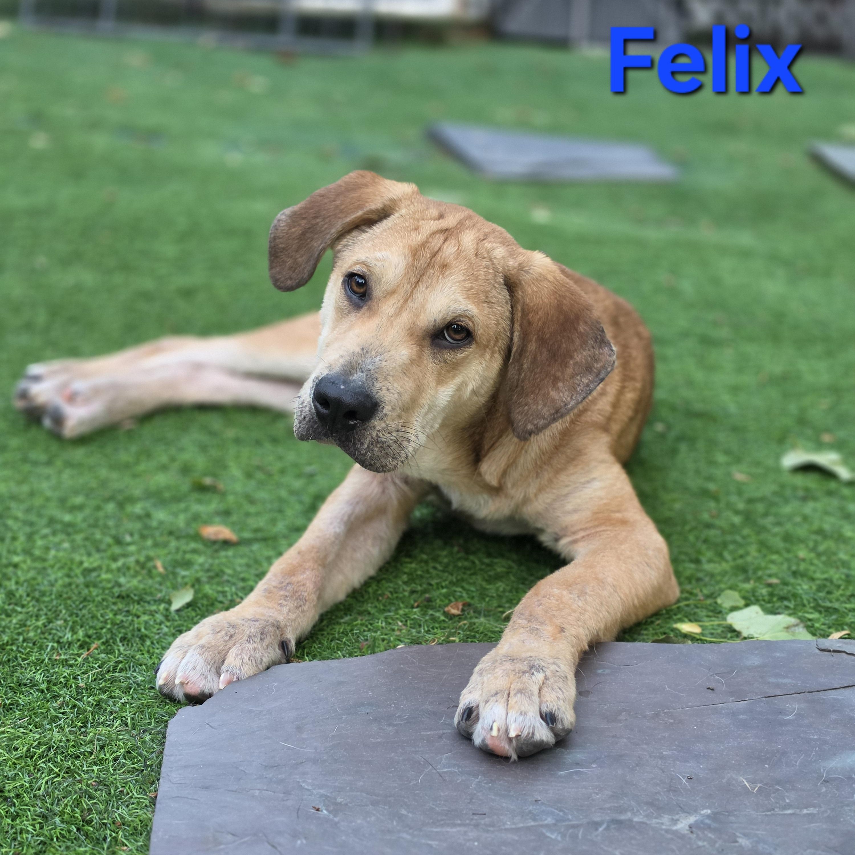 Felix, a Adoptable mixed breed in Blairstown, NJ image 1/6