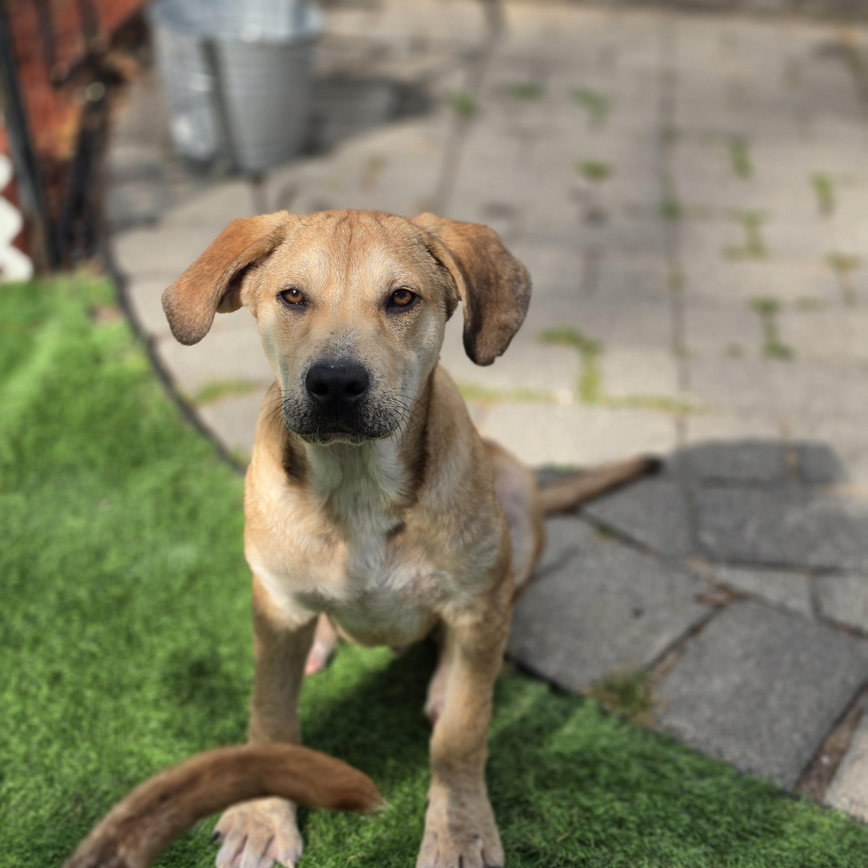 Felix, a Adoptable mixed breed in Blairstown, NJ image 4/6