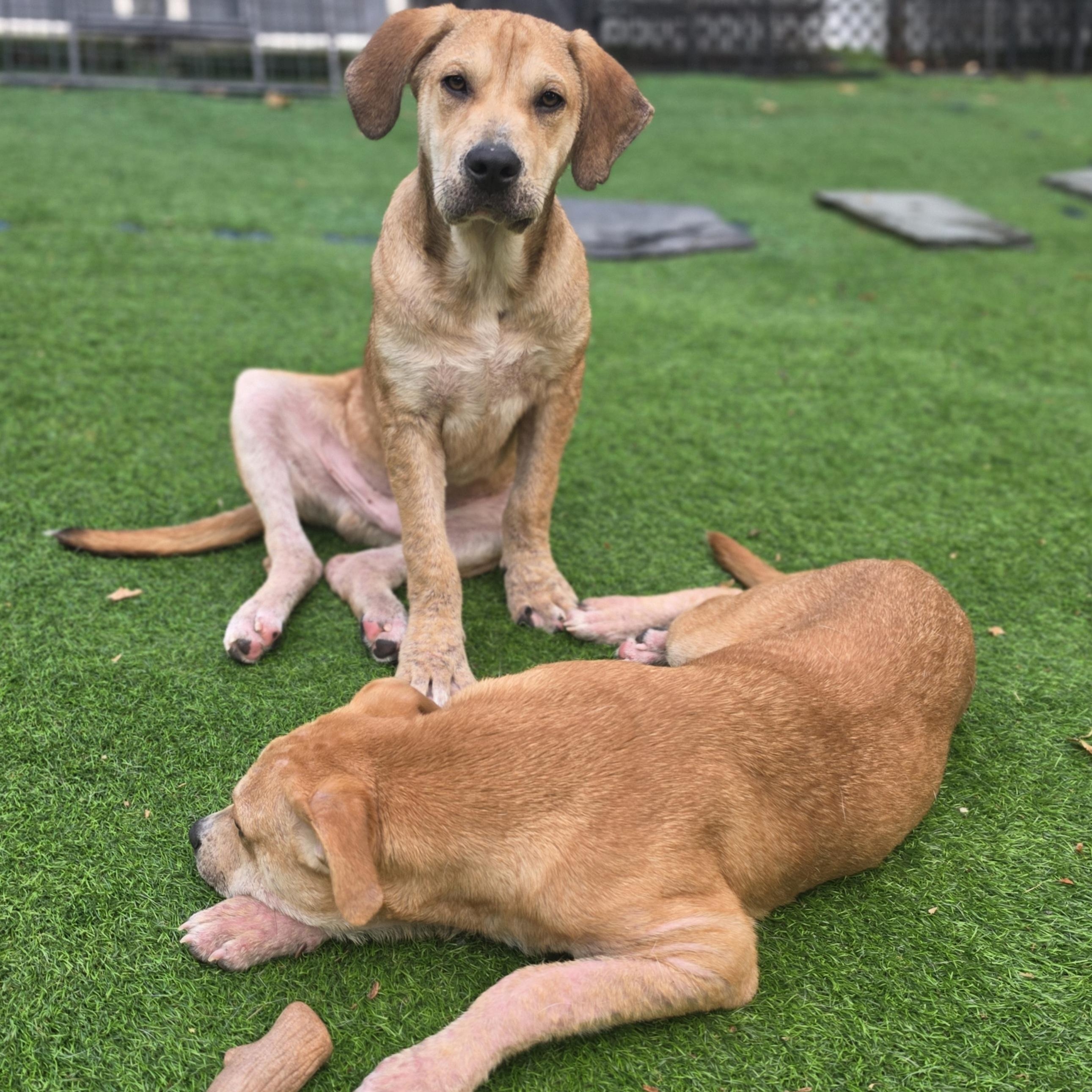 Felix, a Adoptable mixed breed in Blairstown, NJ image 5/6