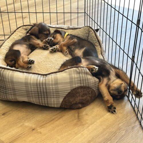 Hagrid, Adoptable, Puppy Male Beagle & Schnauzer.