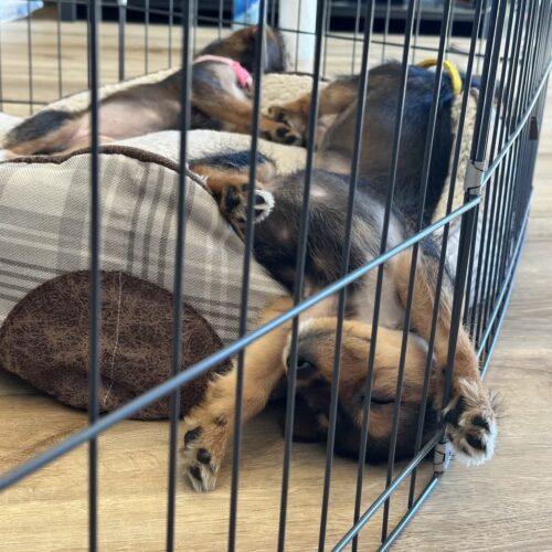 Enlarge Hagrid, a Adoptable mixed breed in Christiansburg, VA image 2/6