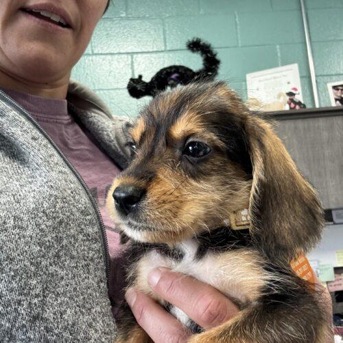 Enlarge Hagrid, a Adoptable mixed breed in Christiansburg, VA image 5/6