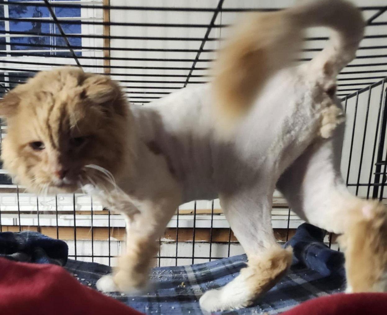 Enlarge Herkimer, a Adopted Domestic Long Hair in Forest Lake, MN image 1/1