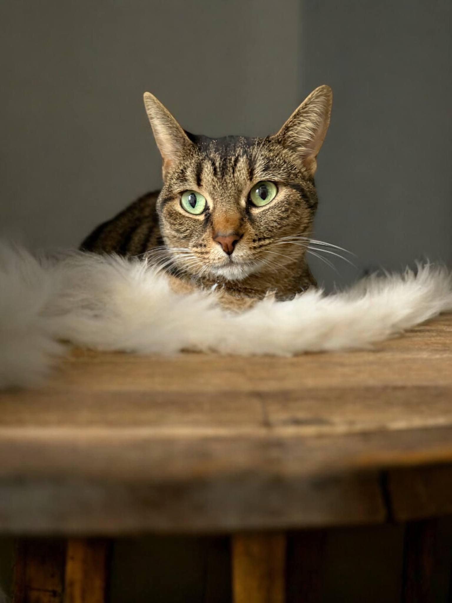 Clawdia