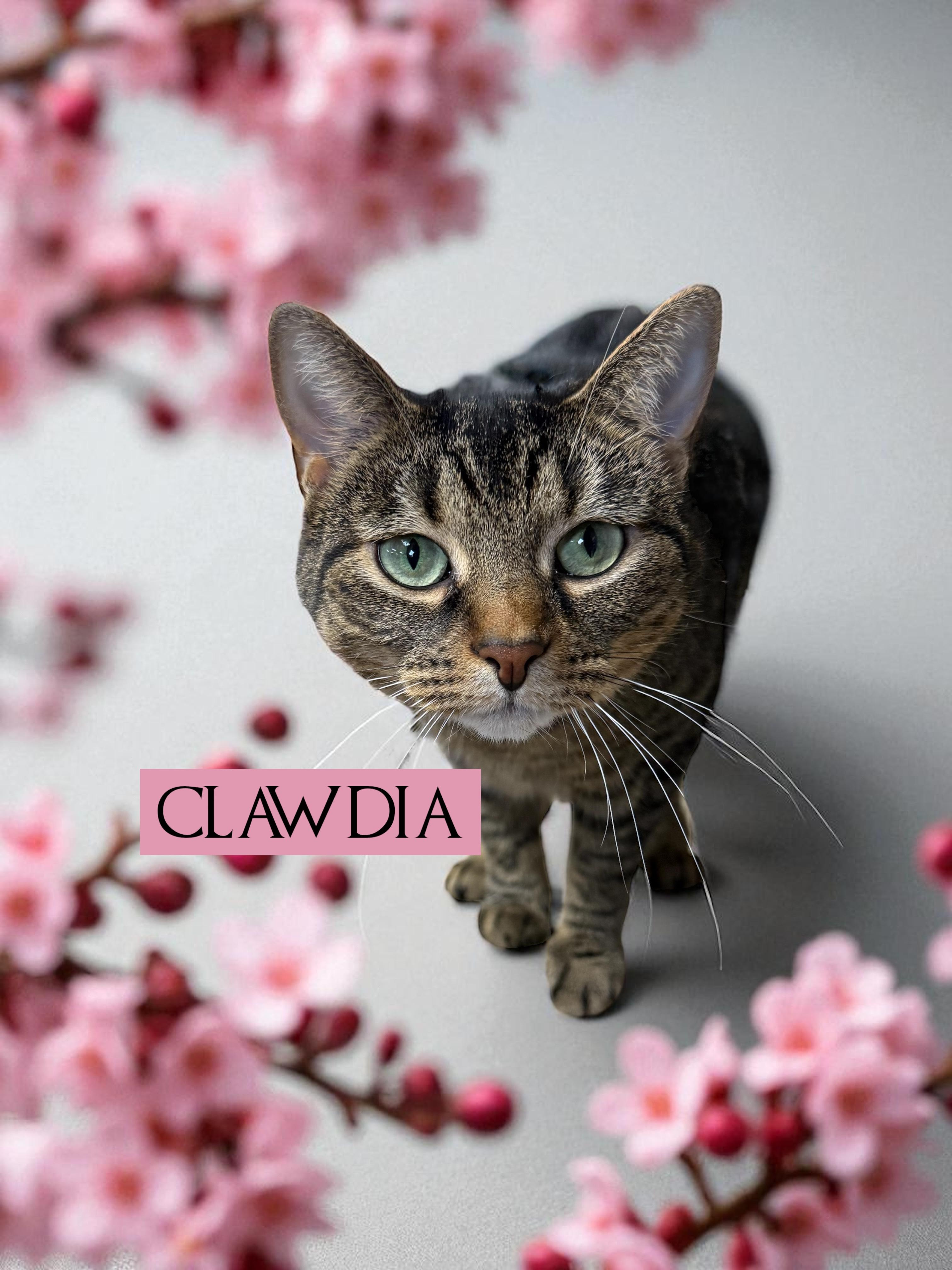 Clawdia