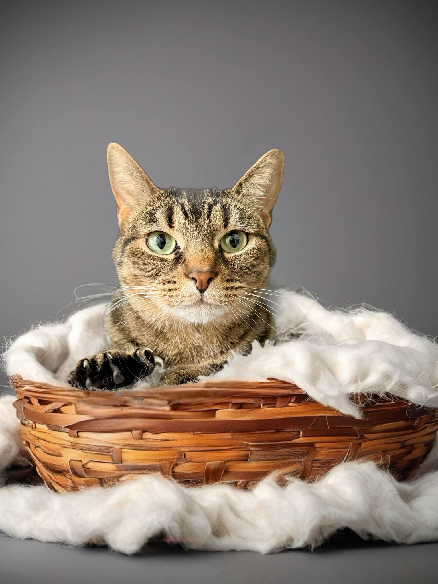 Clawdia