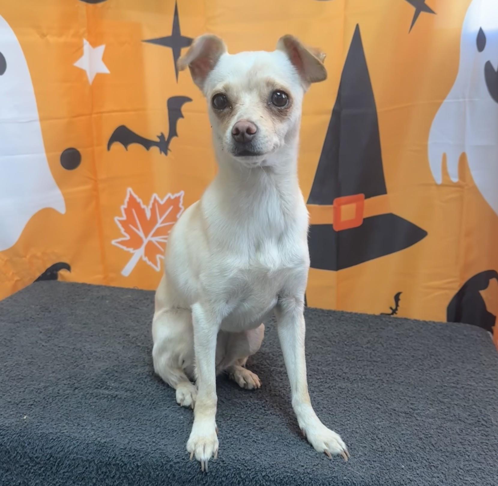 61948098, Adopted, Adult Female Chihuahua.