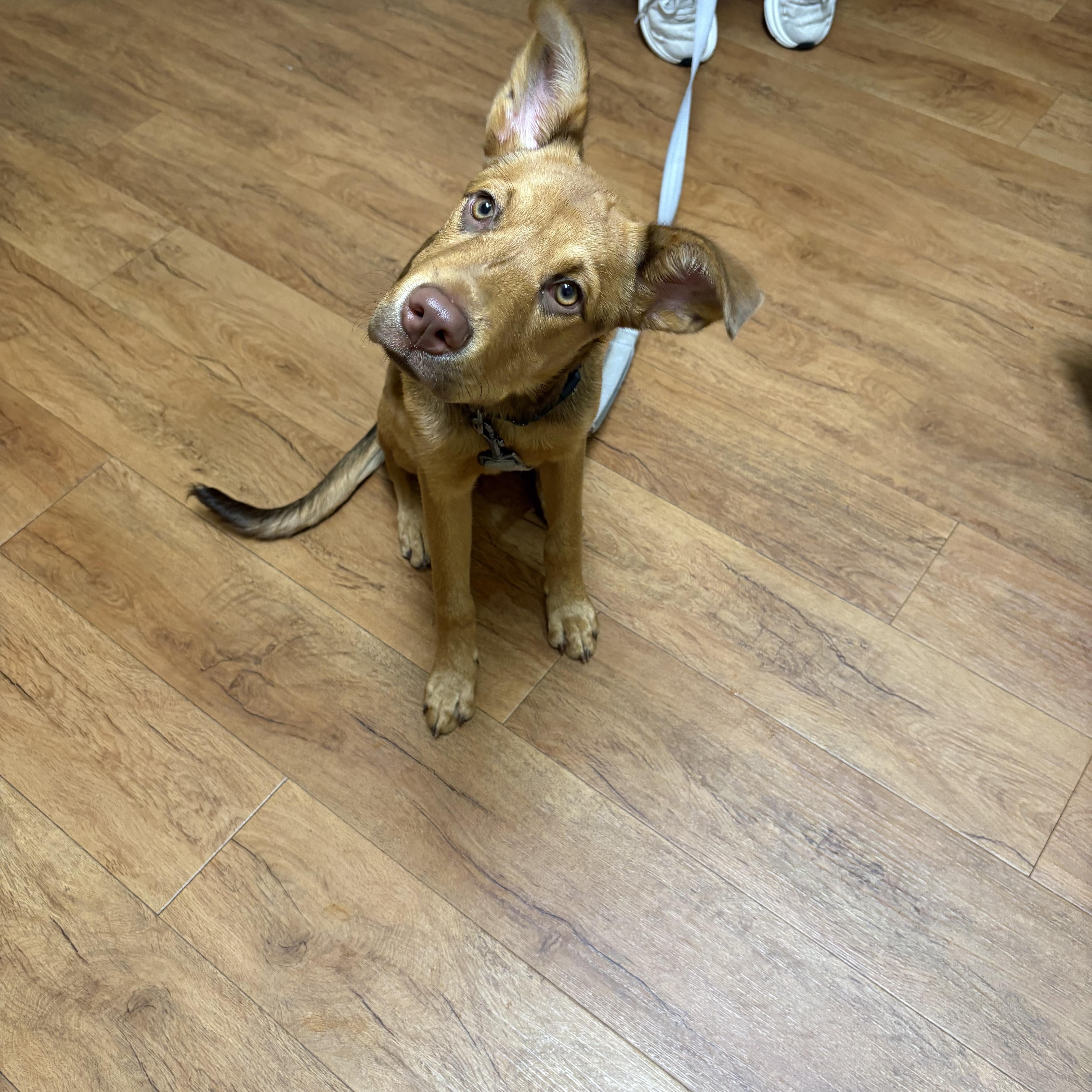 Lexus, ADOPTABLE, Young • Female, Australian Kelpie & Shar-Pei.