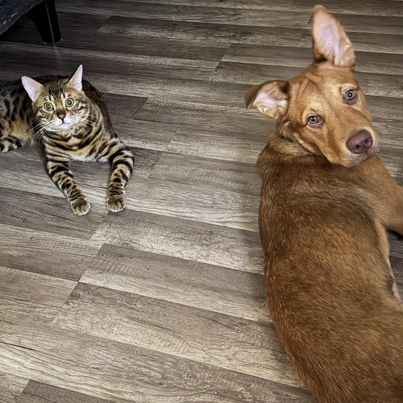 Enlarge Lexus, a Adoptable mixed breed in Dallas, TX image 2/2
