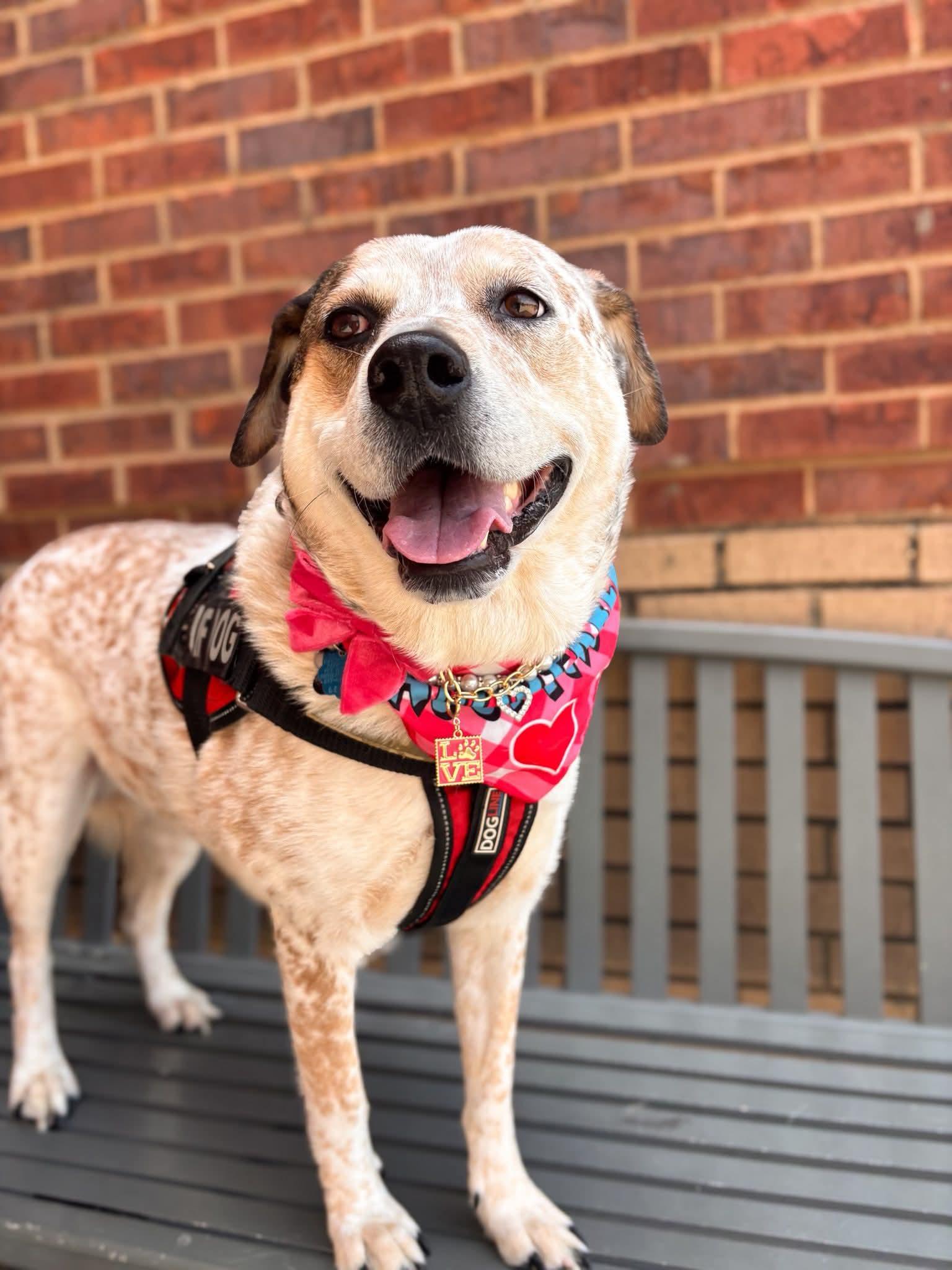 Baby Girl ( Deaf ), Adoptable, Adult Female Cattle Dog & Retriever.