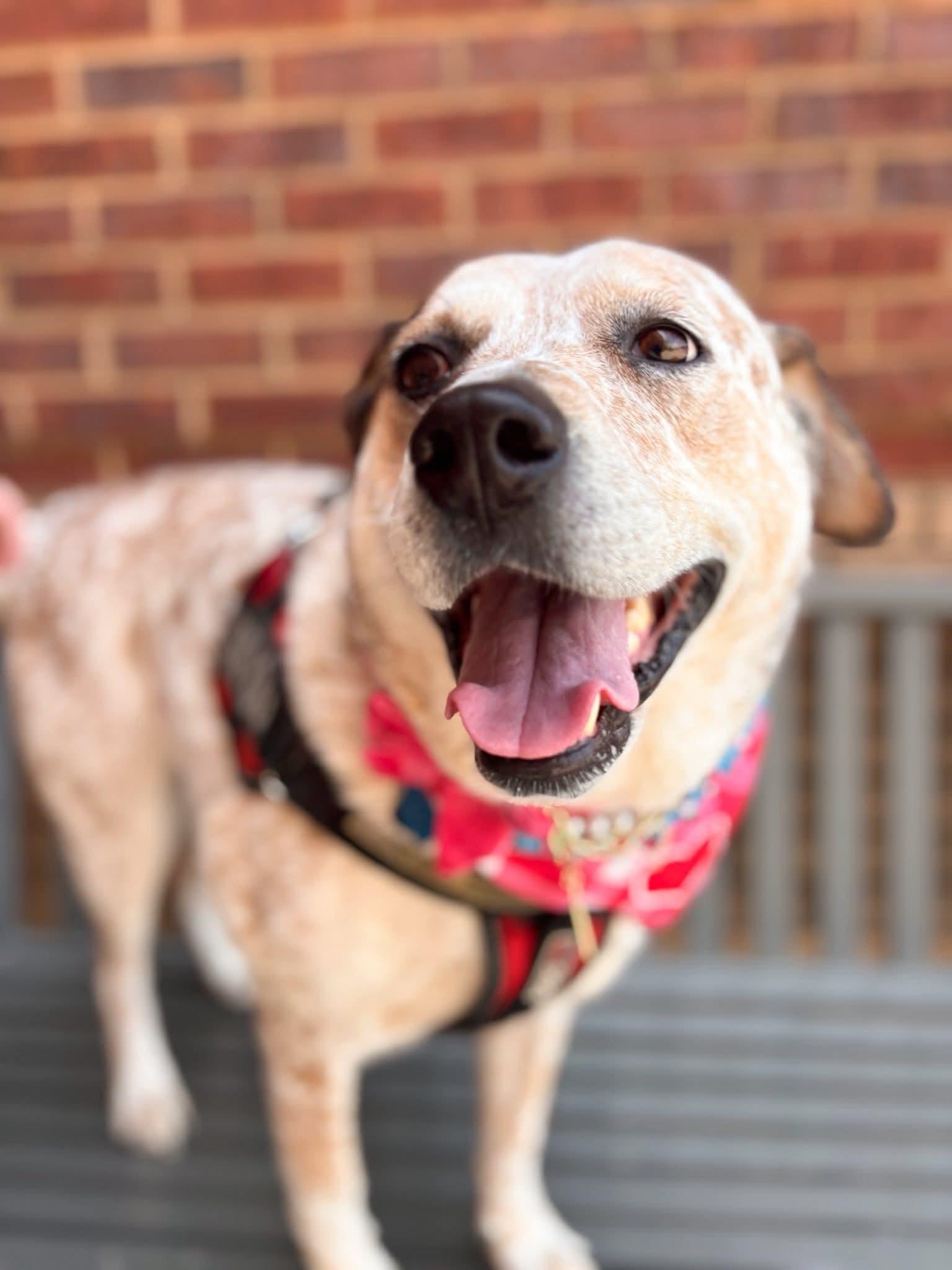 Enlarge Baby Girl ( Deaf ), a Adoptable mixed breed in Fort Worth, TX image 2/6