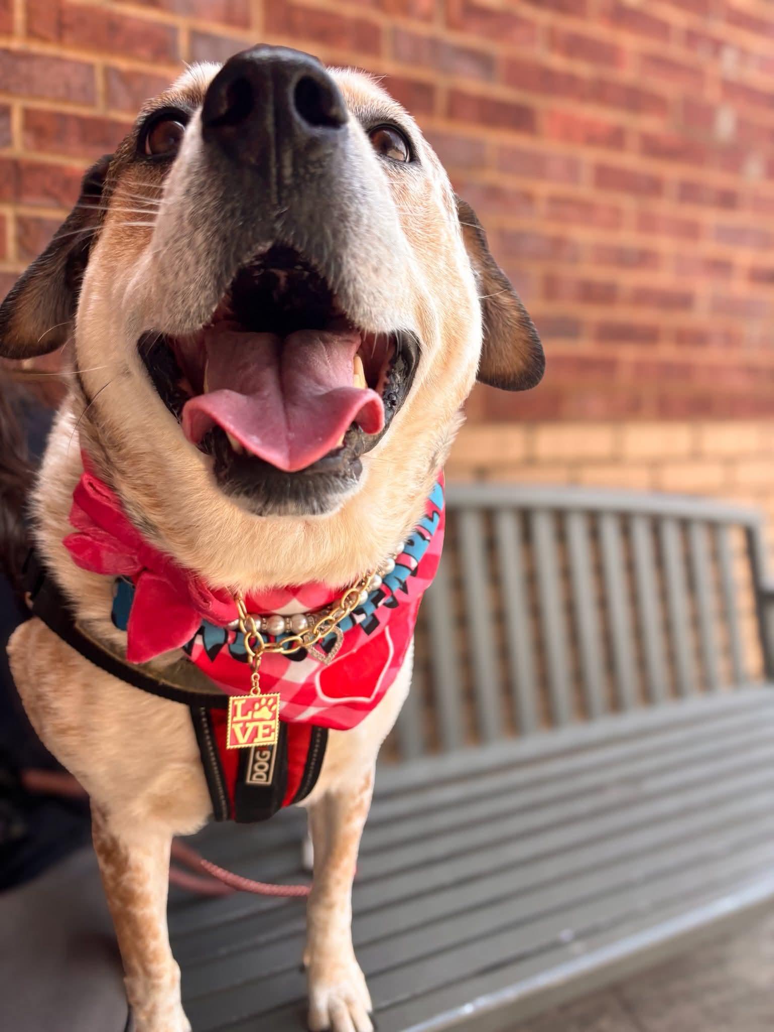 Enlarge Baby Girl ( Deaf ), a Adoptable mixed breed in Fort Worth, TX image 3/6