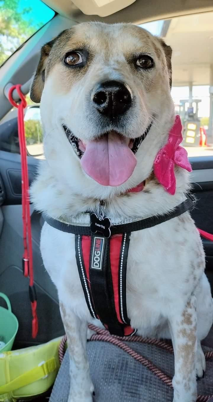 Enlarge Baby Girl ( Deaf ), a Adoptable mixed breed in Fort Worth, TX image 4/6