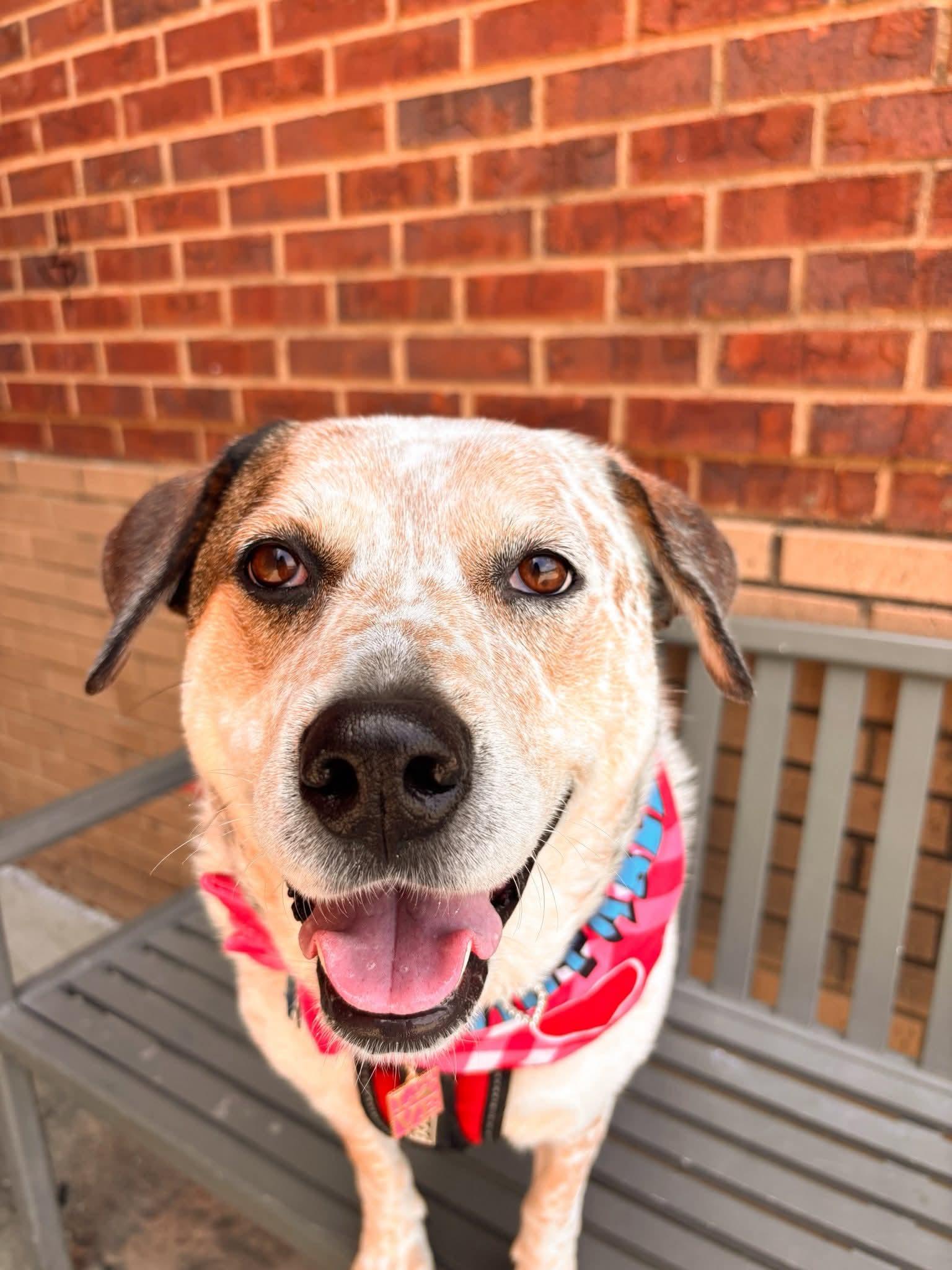 Enlarge Baby Girl ( Deaf ), a Adoptable mixed breed in Fort Worth, TX image 5/6
