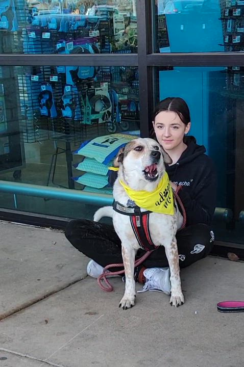 Enlarge Baby Girl ( Deaf ), a Adoptable mixed breed in Fort Worth, TX video 6/6