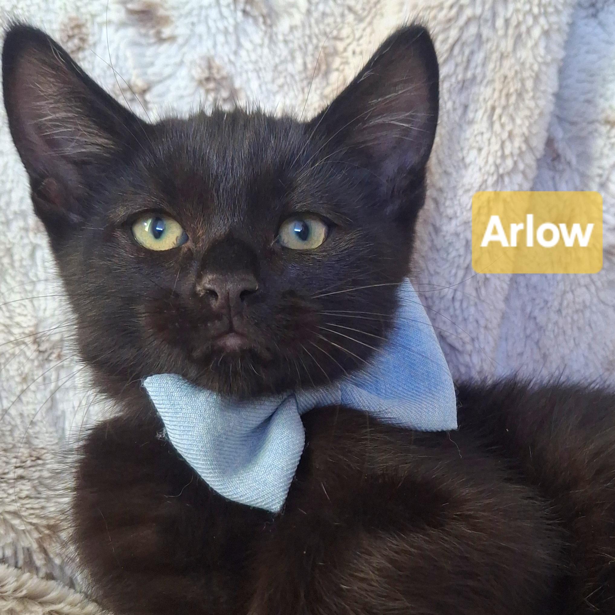 Enlarge ARLO, an adopted mixed breed in Fullerton, CA image 1/4