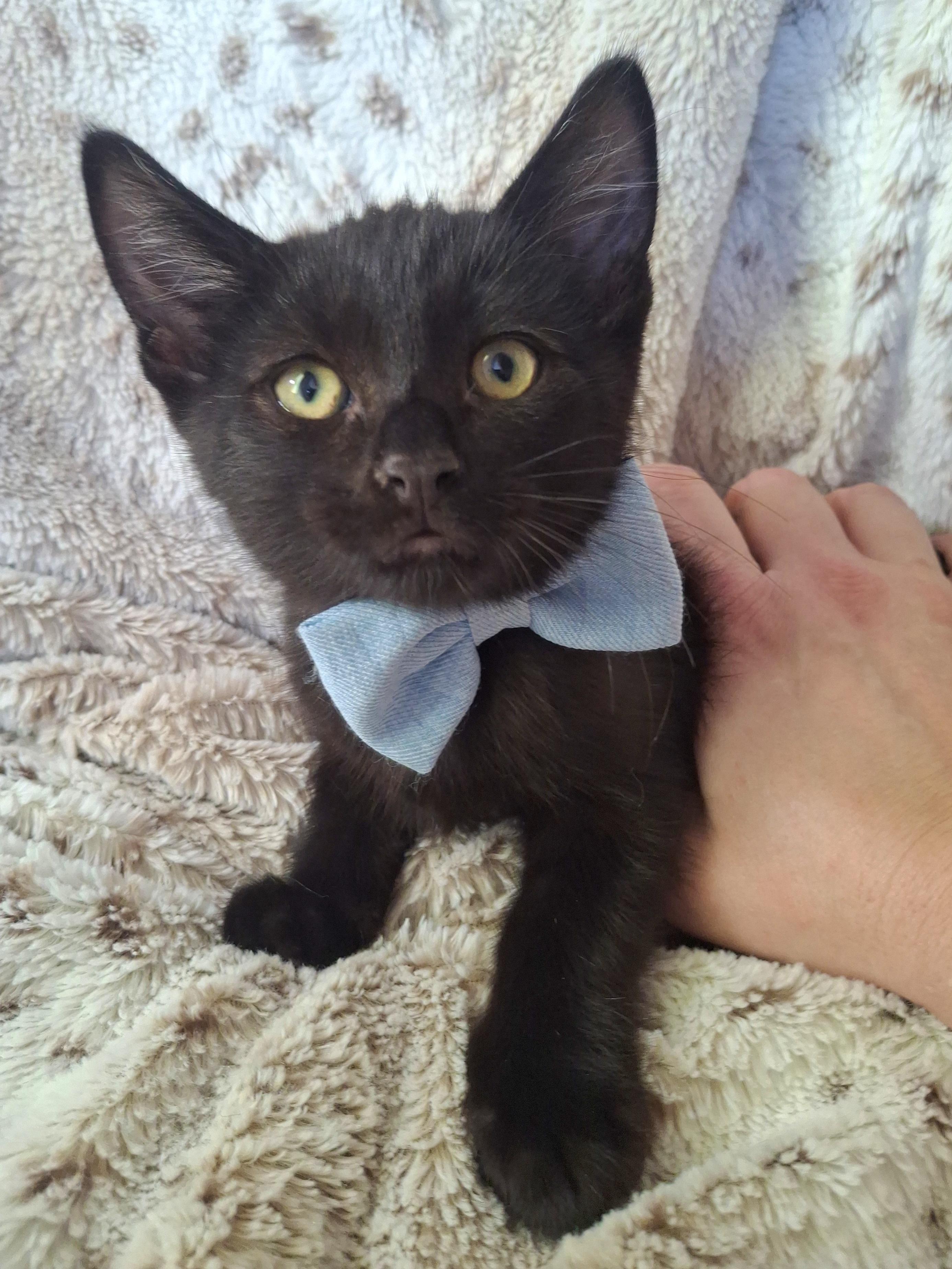 Enlarge ARLO, an adopted mixed breed in Fullerton, CA image 4/4