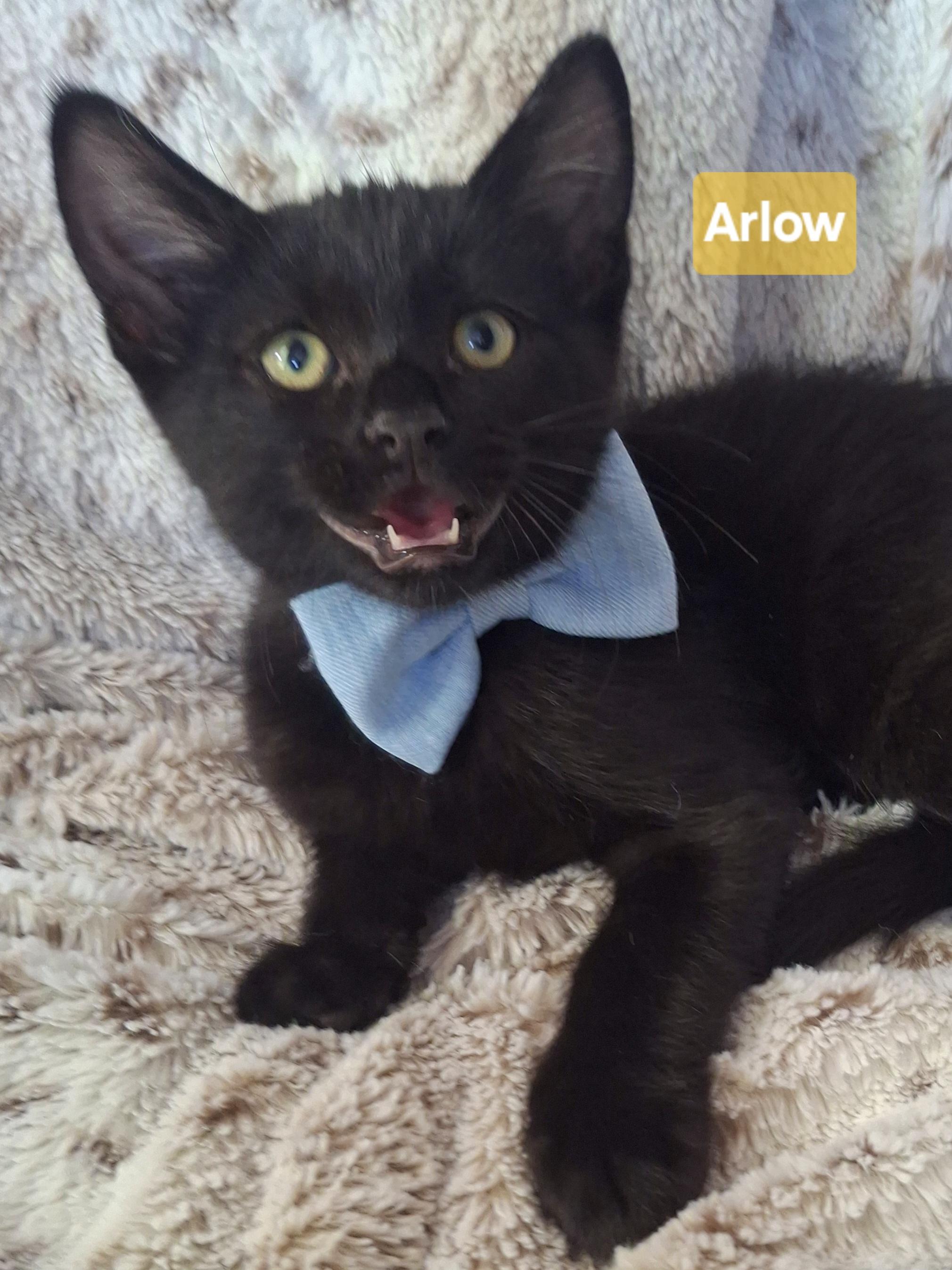 Enlarge ARLO, an adopted mixed breed in Fullerton, CA image 2/4