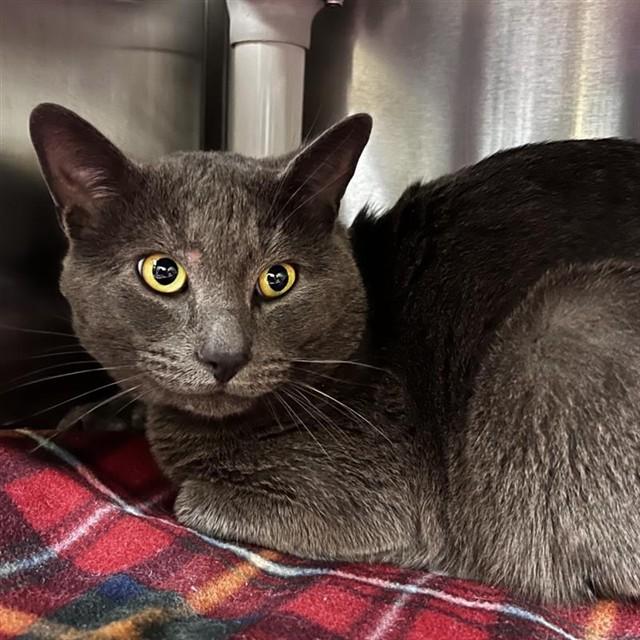 EARL, Adoptable, Young Male Domestic Short Hair.