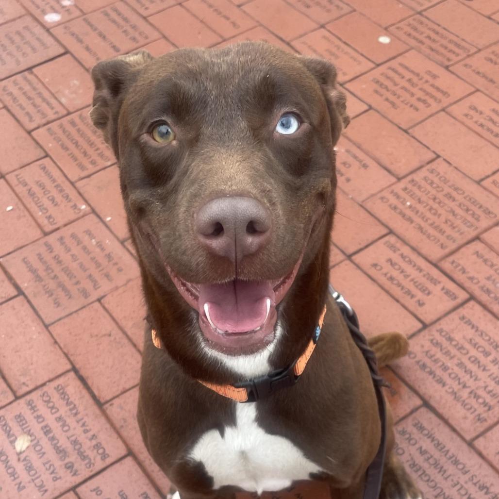 Spike 1968, an adoptable Labrador Retriever in Hinsdale, IL, 60521 | Photo Image 2