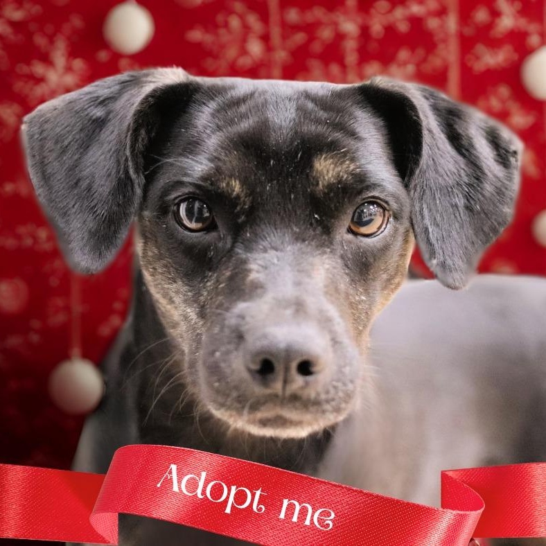 Enlarge Brooklyn, an adopted mixed breed in Rushville, IL image 1/1